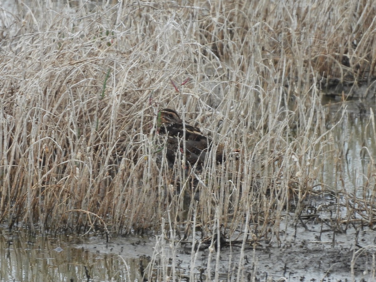 Wilson's Snipe - ML642124166