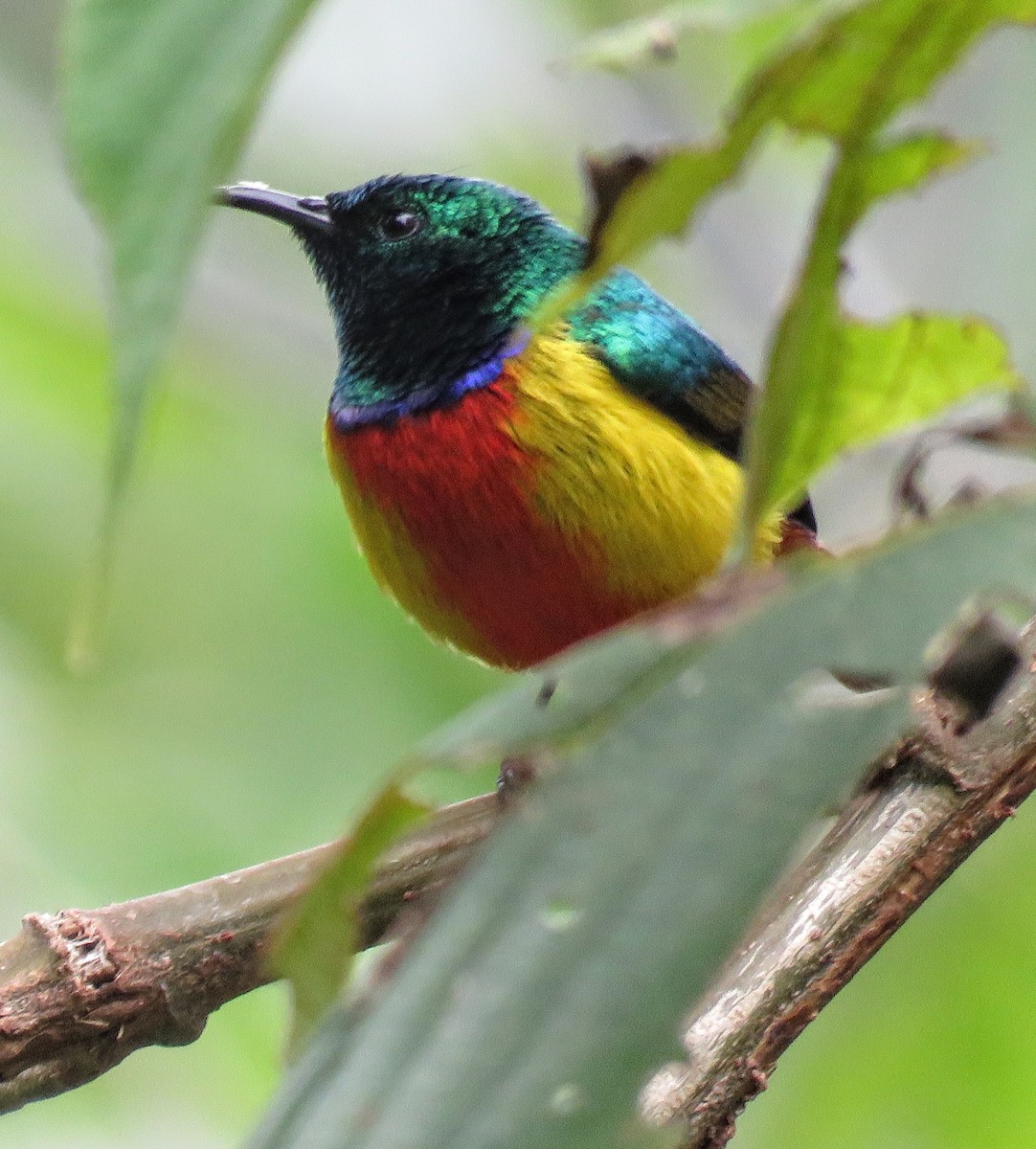 Regal Sunbird - ML642124167