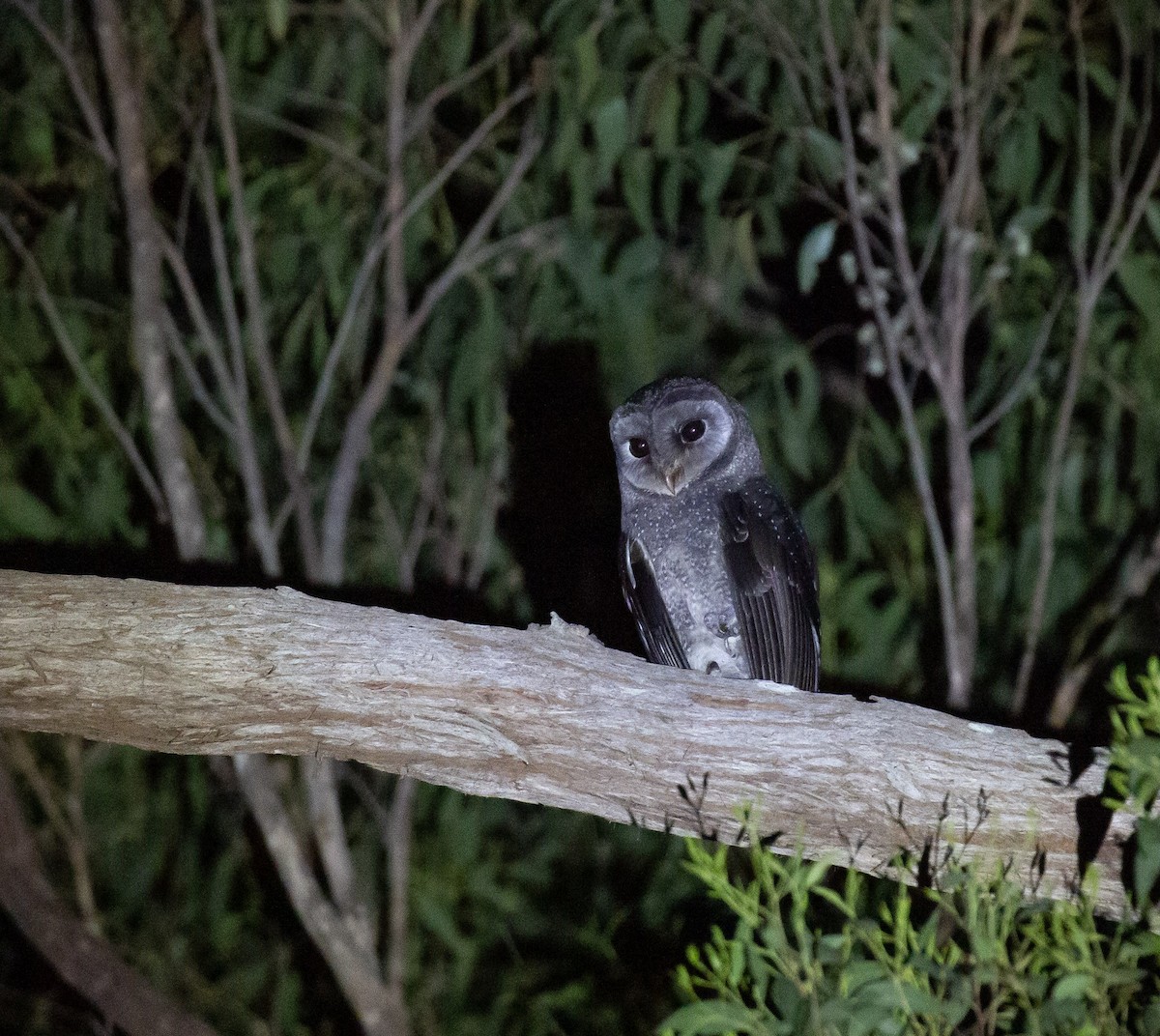 Sooty Owl - ML642124169