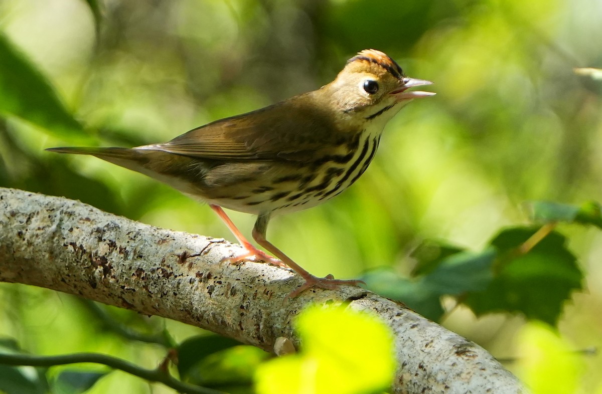 Ovenbird - ML642124170