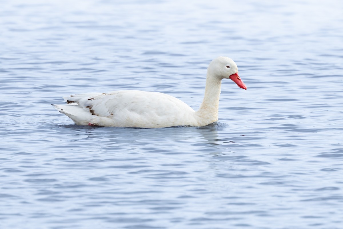 Coscoroba Swan - ML642124179