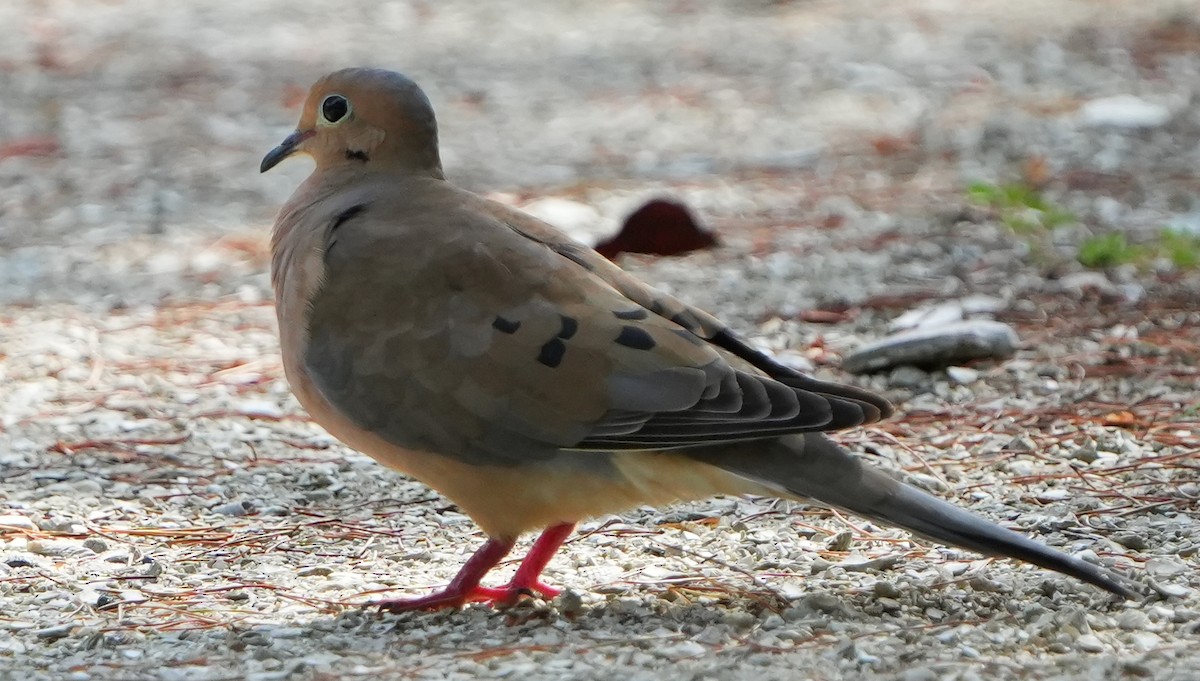 Mourning Dove - ML642124186