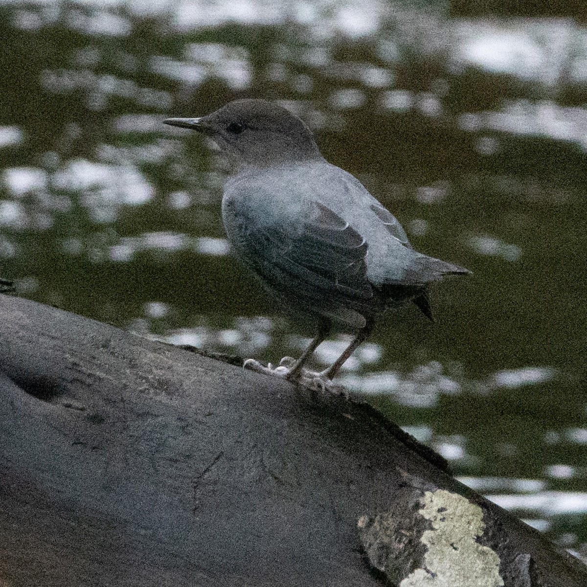 Mirlo Acuático Norteamericano (ardesiacus) - ML642124193