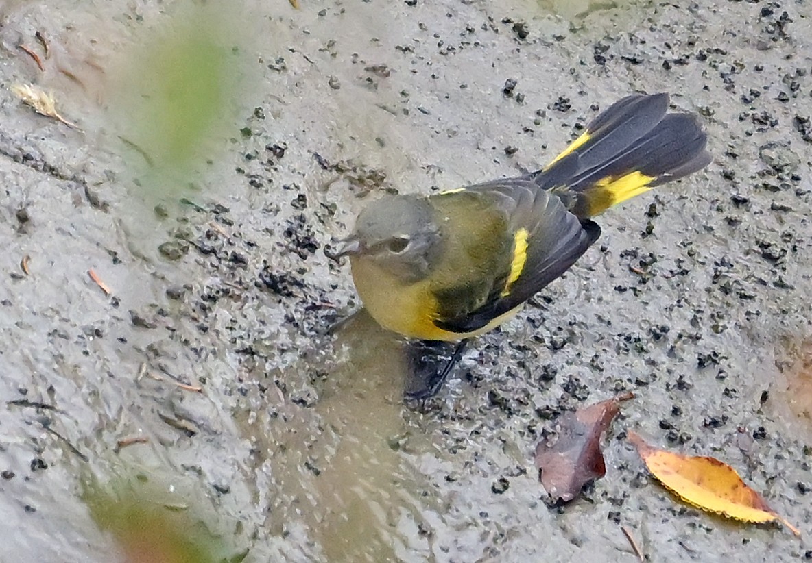 American Redstart - ML642124199