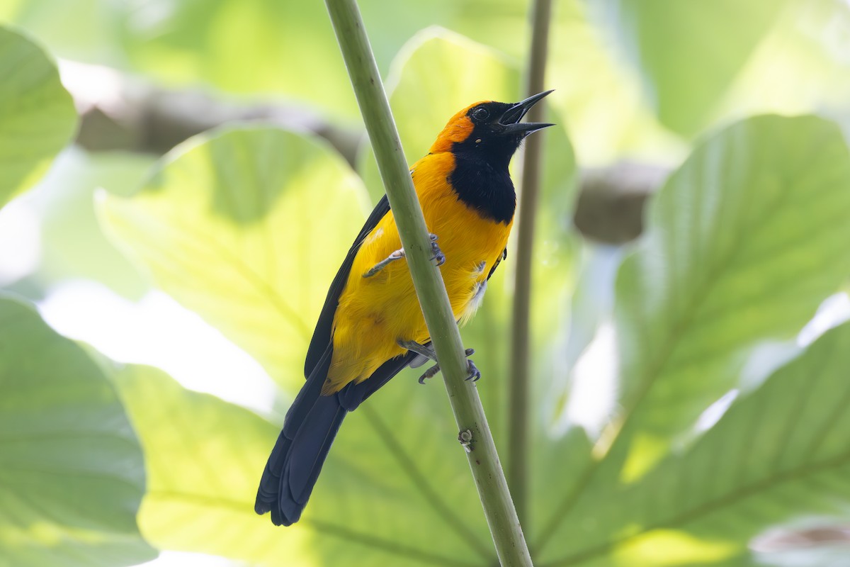 Orange-crowned Oriole - ML642124208