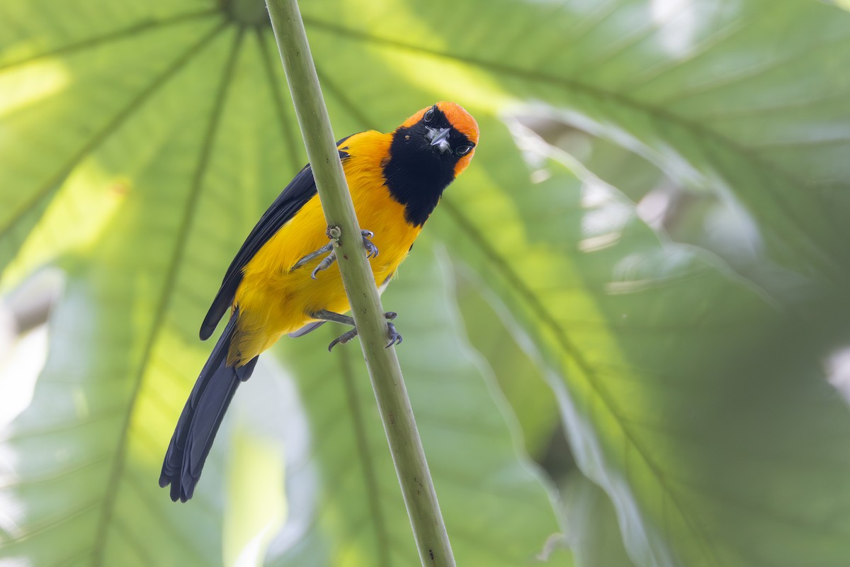 Orange-crowned Oriole - ML642124209