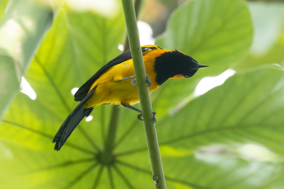 Orange-crowned Oriole - ML642124210
