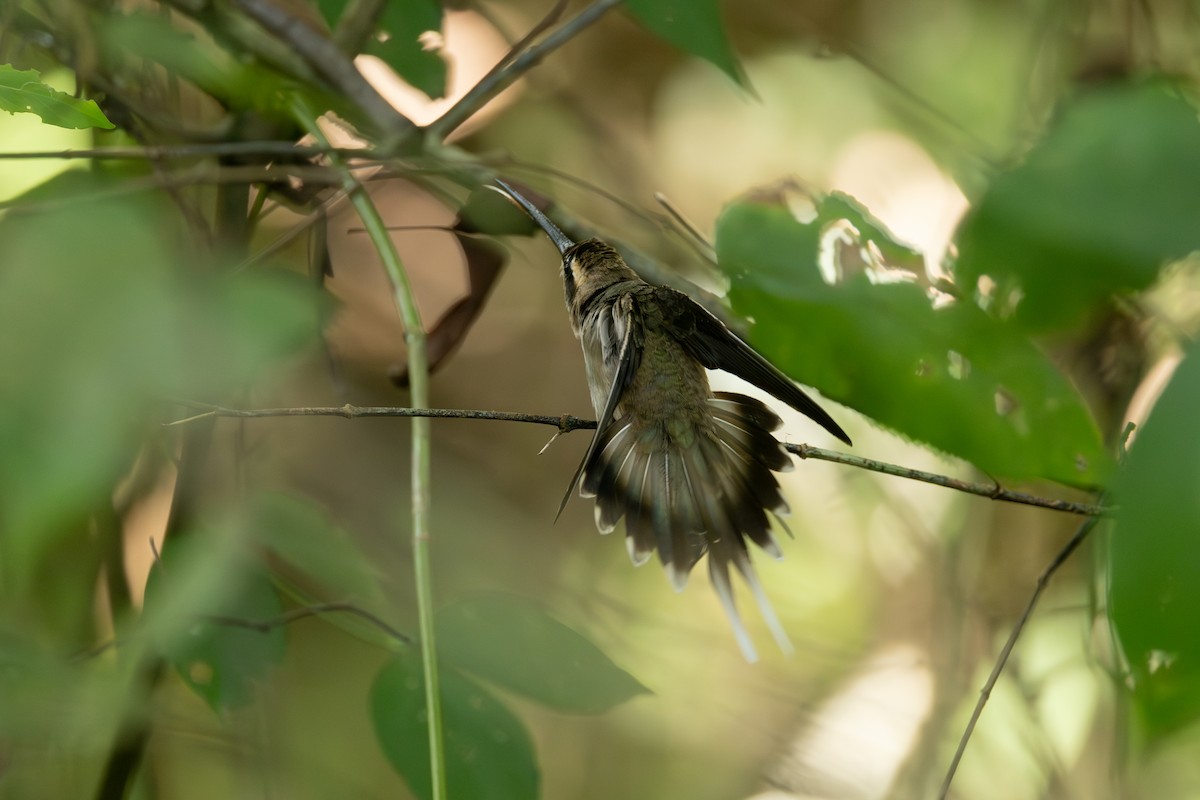 Pale-bellied Hermit - ML642124217