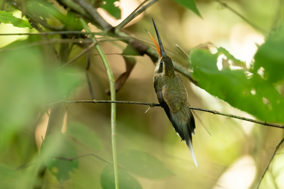 Pale-bellied Hermit - ML642124218