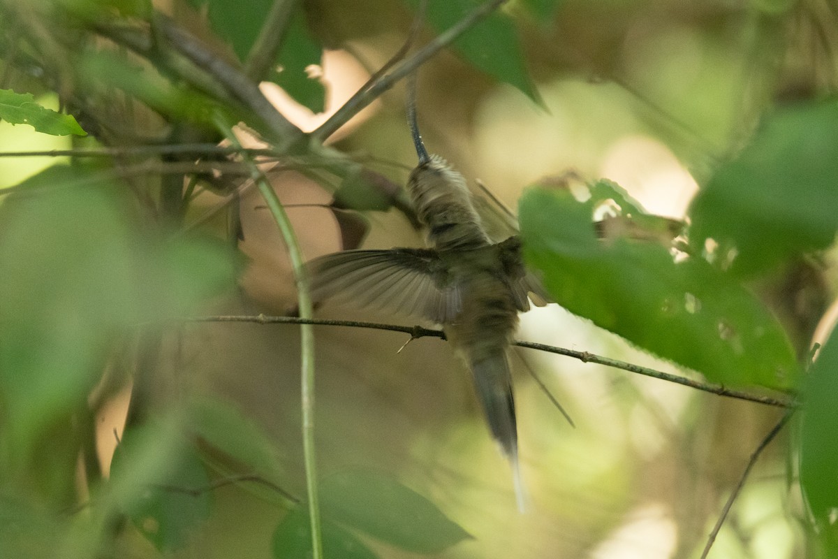 Pale-bellied Hermit - ML642124219