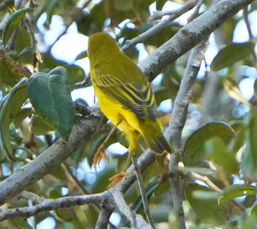 Yellow Warbler - ML642124220
