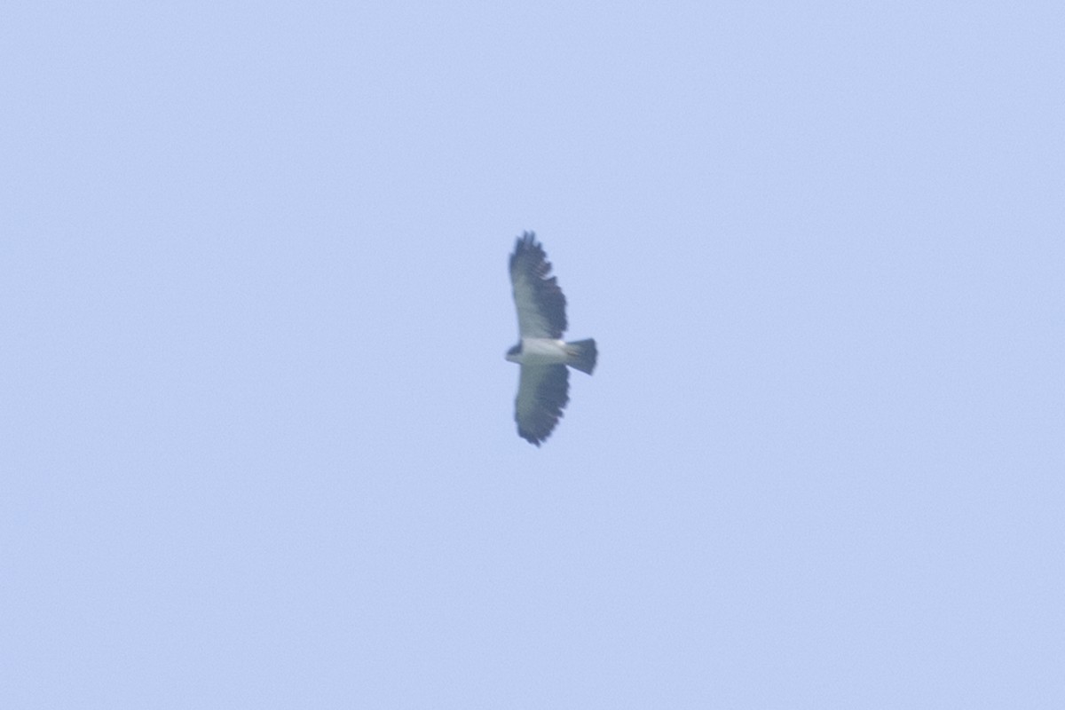 Short-tailed Hawk - ML642124223