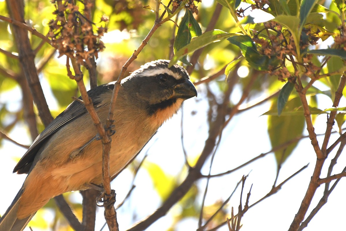 ハシブトイカル - ML642124254