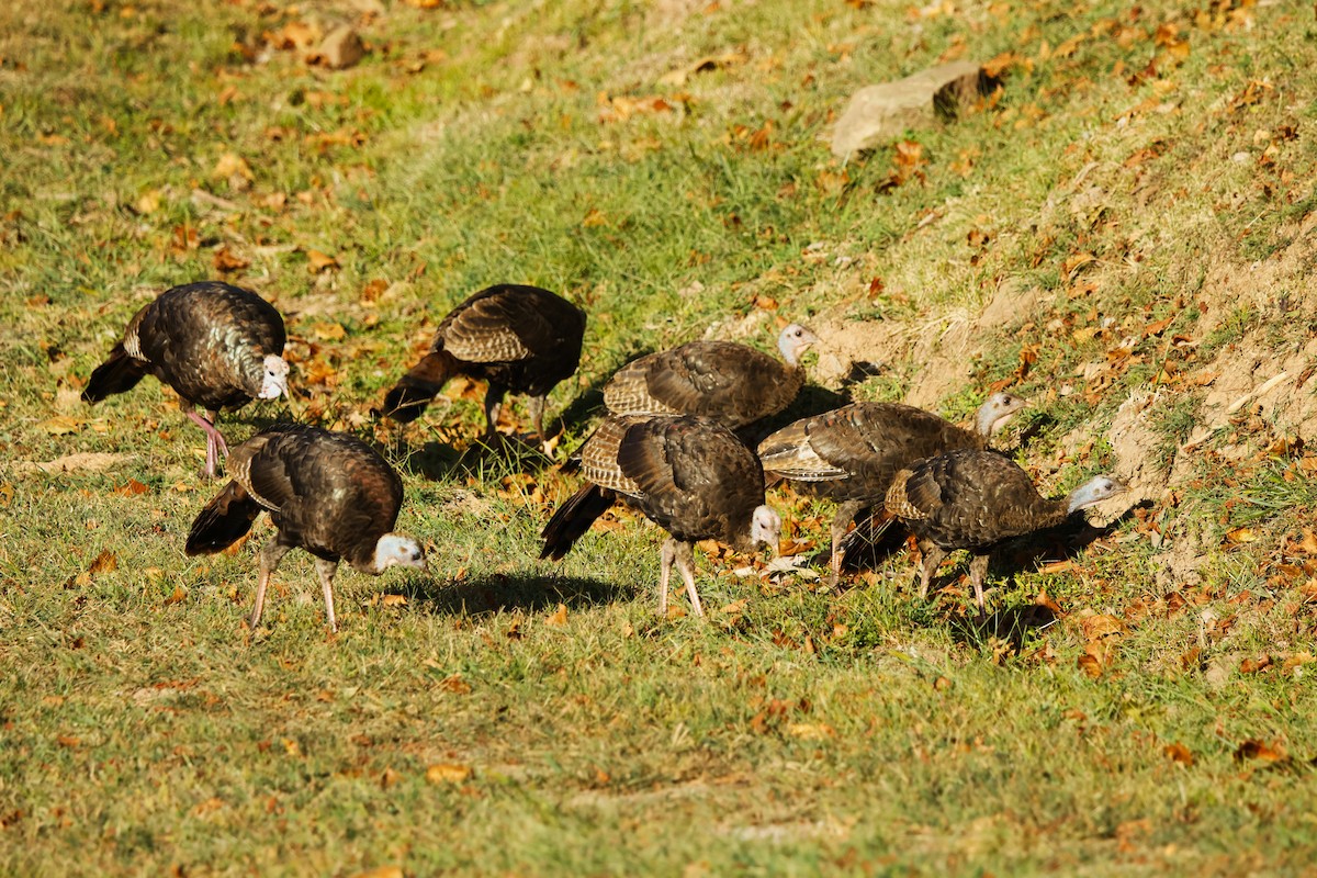 Wild Turkey - ML642124263