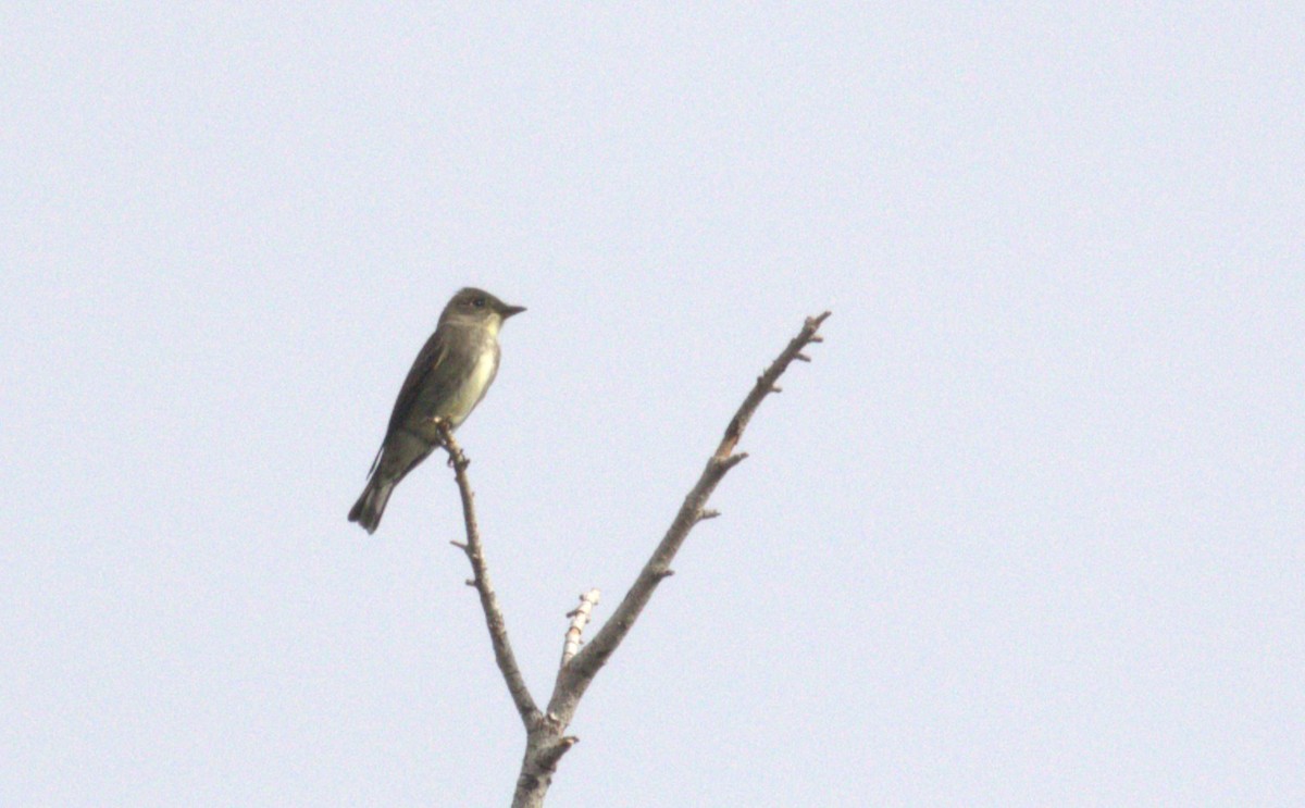 Olive-sided Flycatcher - ML642124273