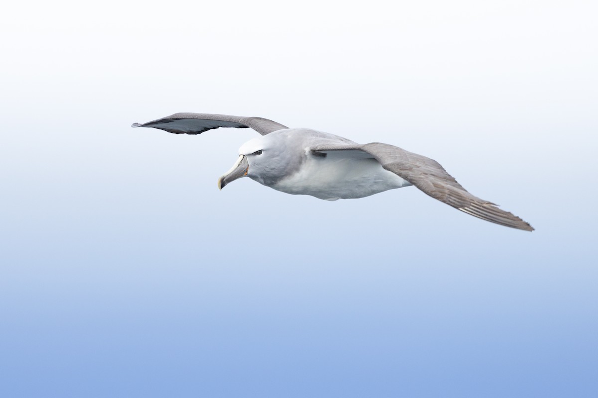 Salvin's Albatross - ML642124275