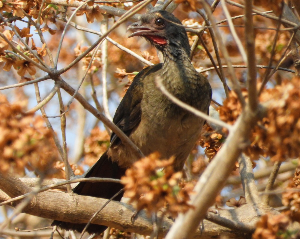 Chaco Chachalaca - ML642124278