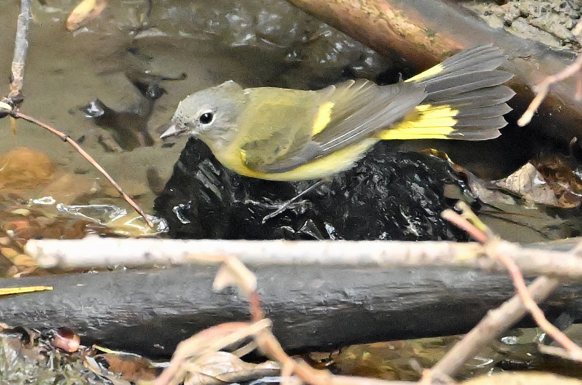 American Redstart - ML642124282