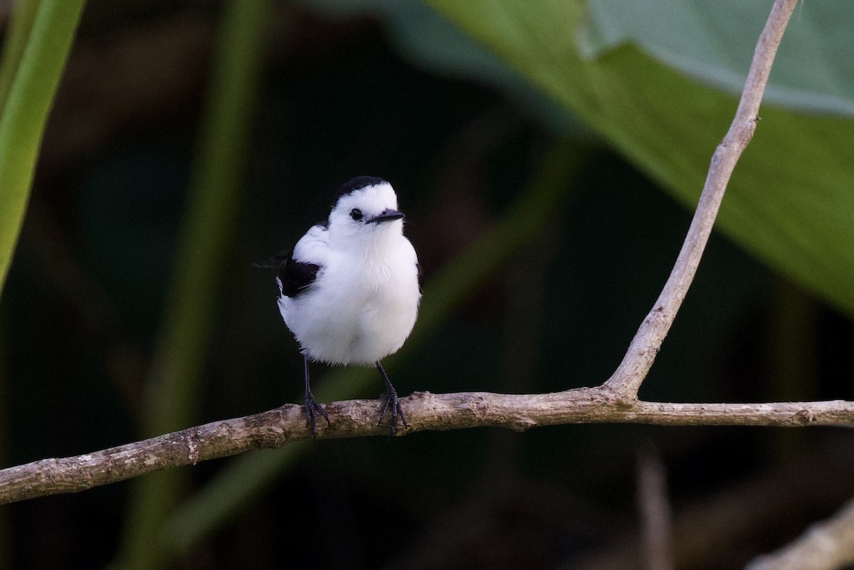 Pied Water-Tyrant - ML642124284