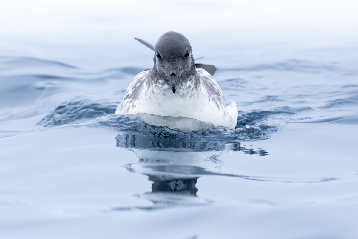 Pintado Petrel - ML642124286