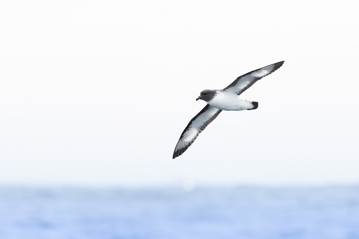 Pintado Petrel - ML642124287