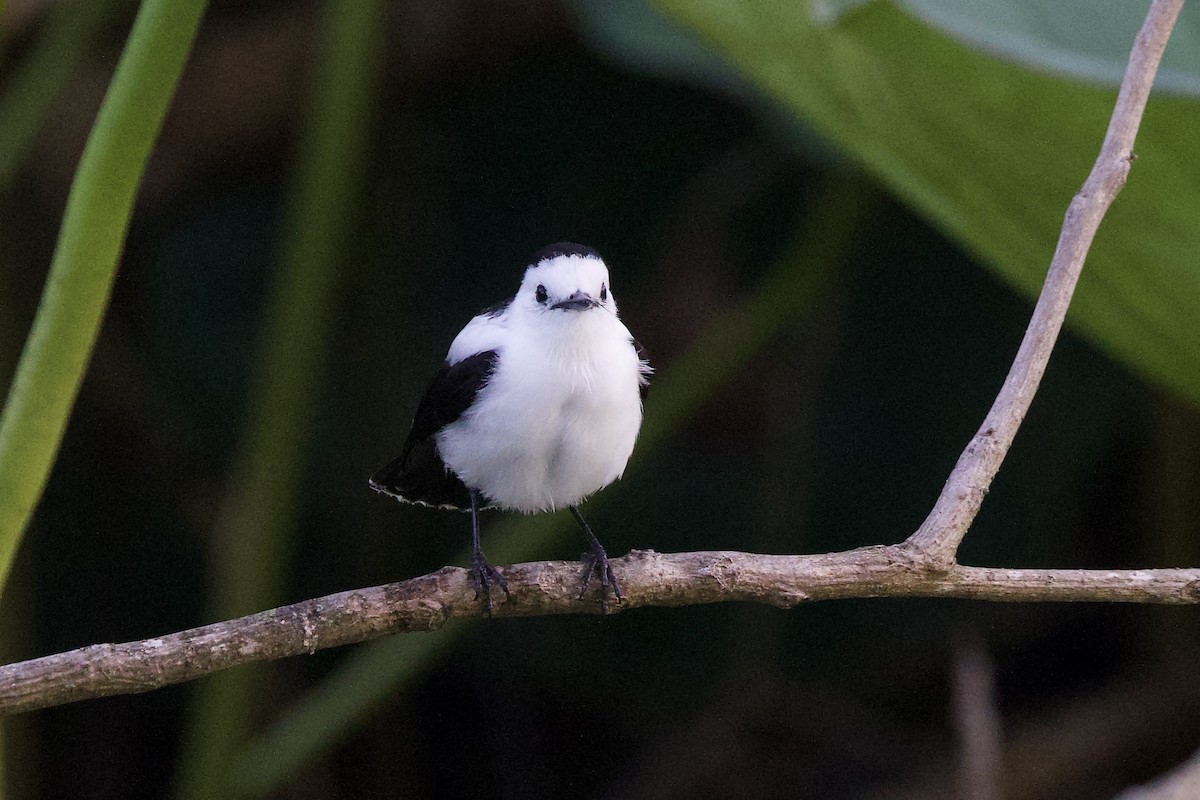 Pied Water-Tyrant - ML642124288