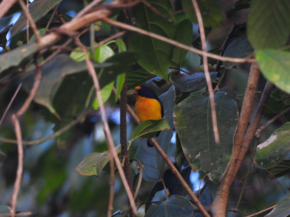 Violaceous Euphonia - ML642124289
