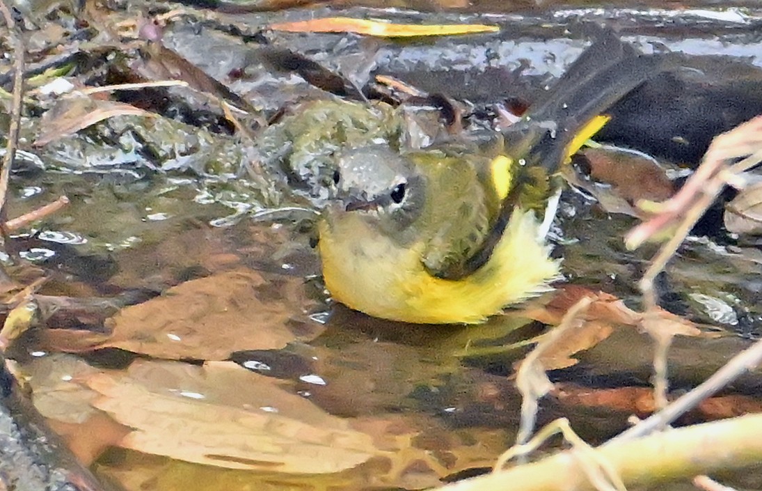 American Redstart - ML642124294