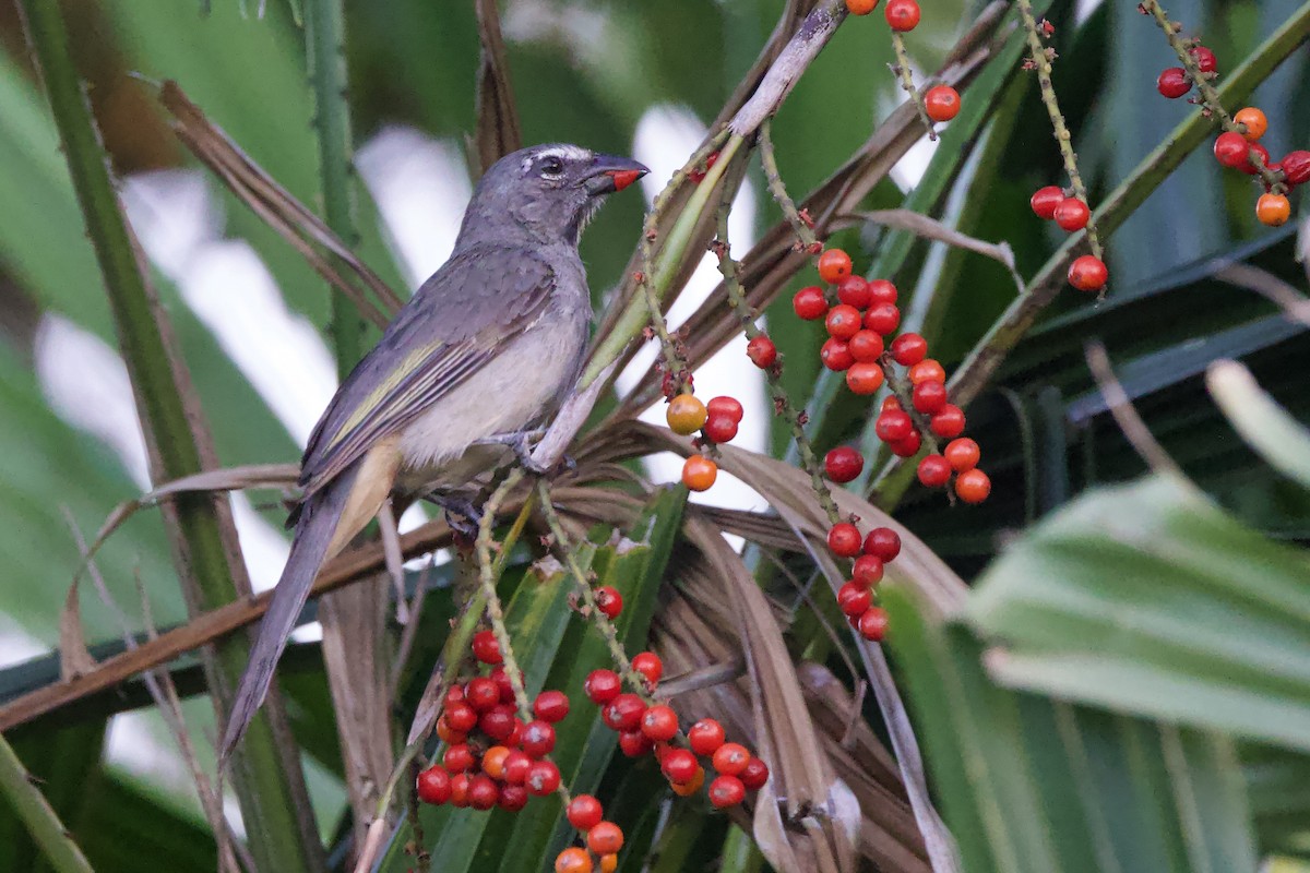 Olive-gray Saltator - ML642124305