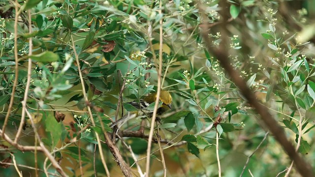 Black-throated Green Warbler - ML642124316