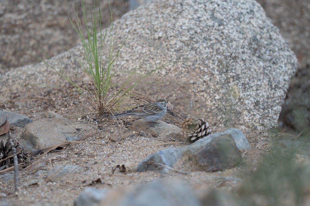 Brewer's Sparrow - ML642124338