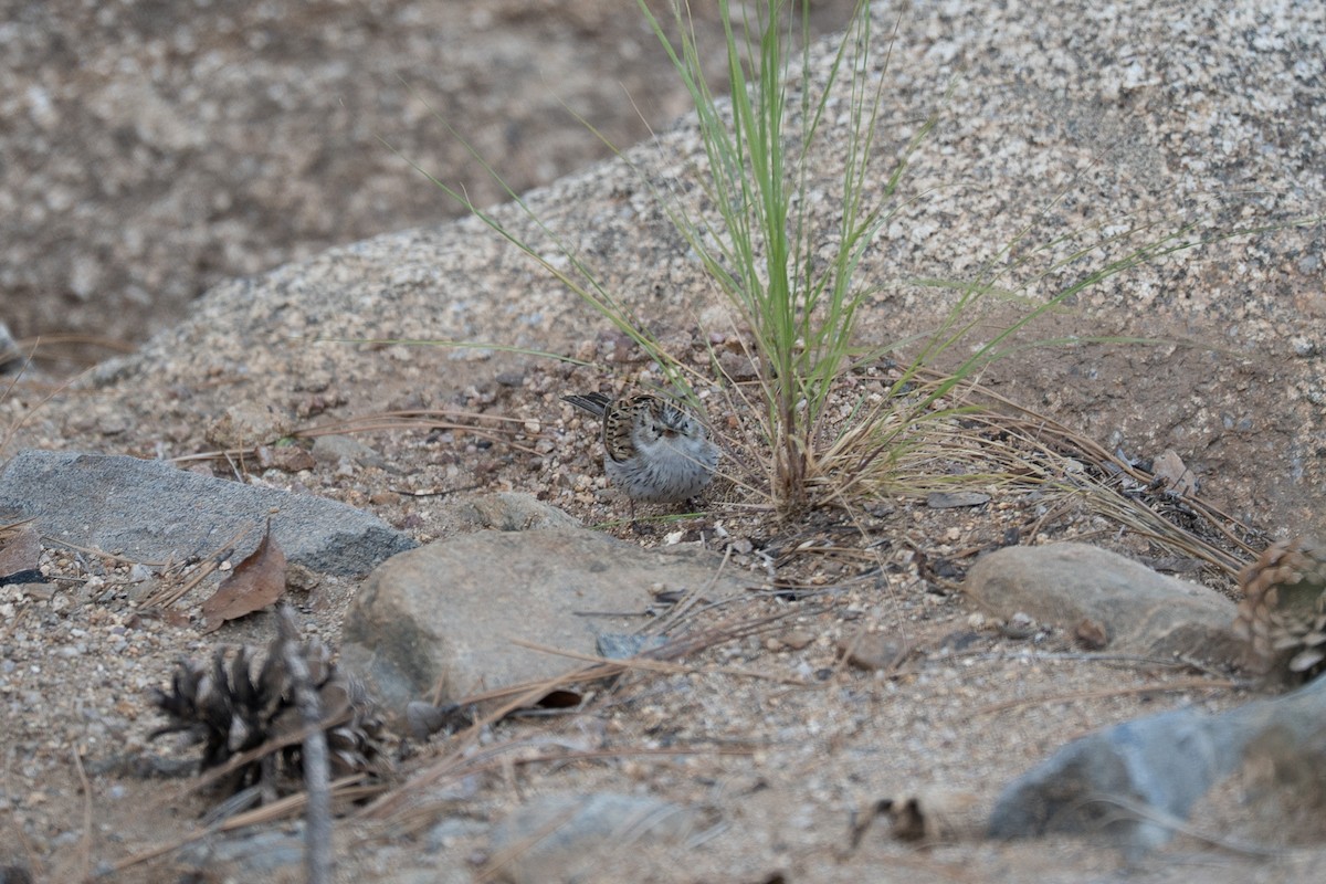 Brewer's Sparrow - ML642124339