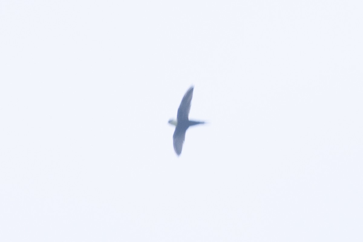 Lesser Swallow-tailed Swift - ML642124341