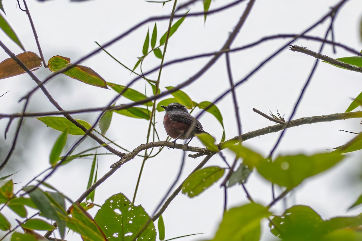 Chestnut-bellied Chat-Tyrant - ML642124345