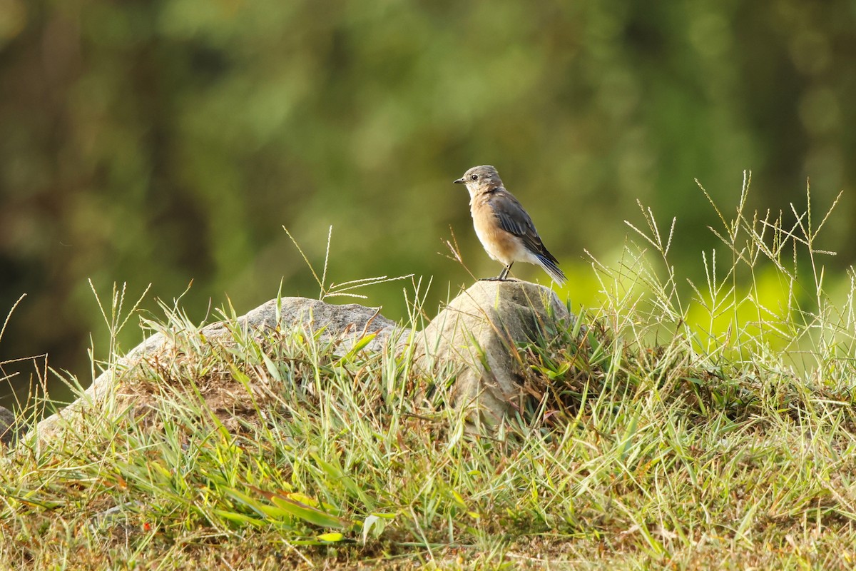 Eastern Bluebird - ML642124350