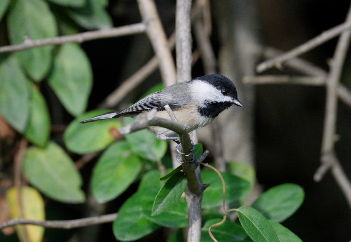 Carolina Chickadee - ML642124359