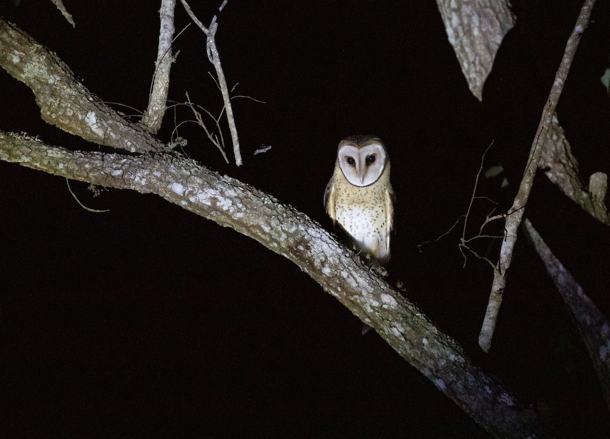 Australian Masked-Owl - ML642124374