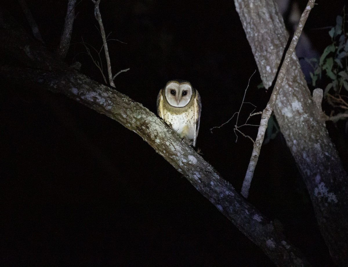 Australian Masked-Owl - ML642124375
