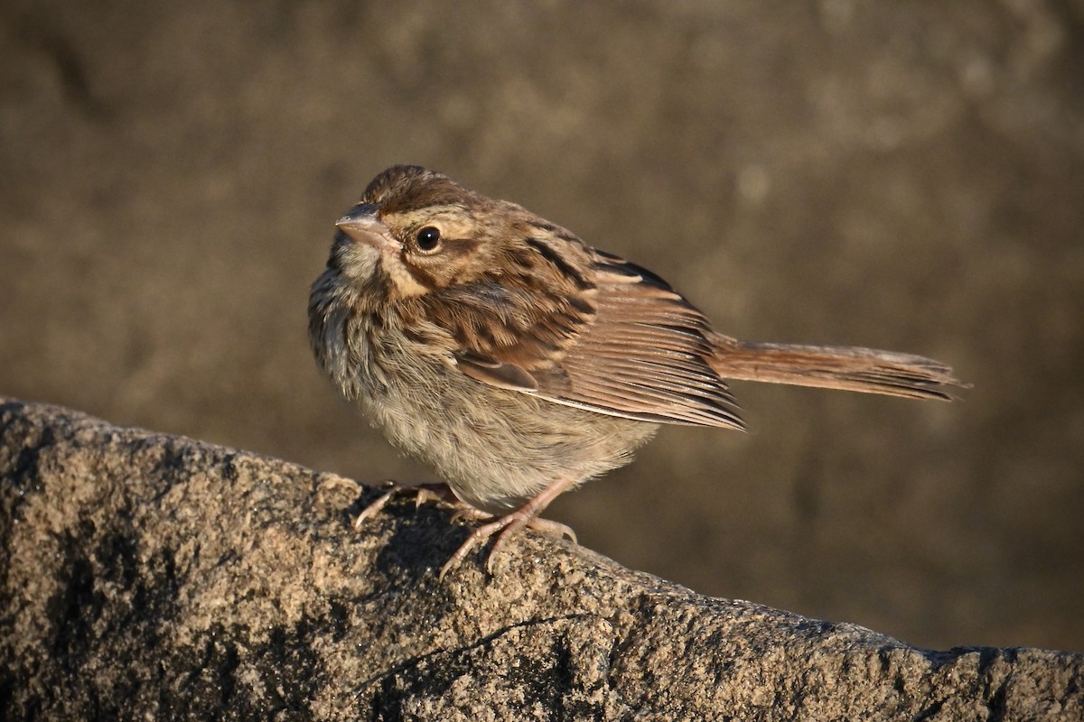 Swamp Sparrow - ML642124376