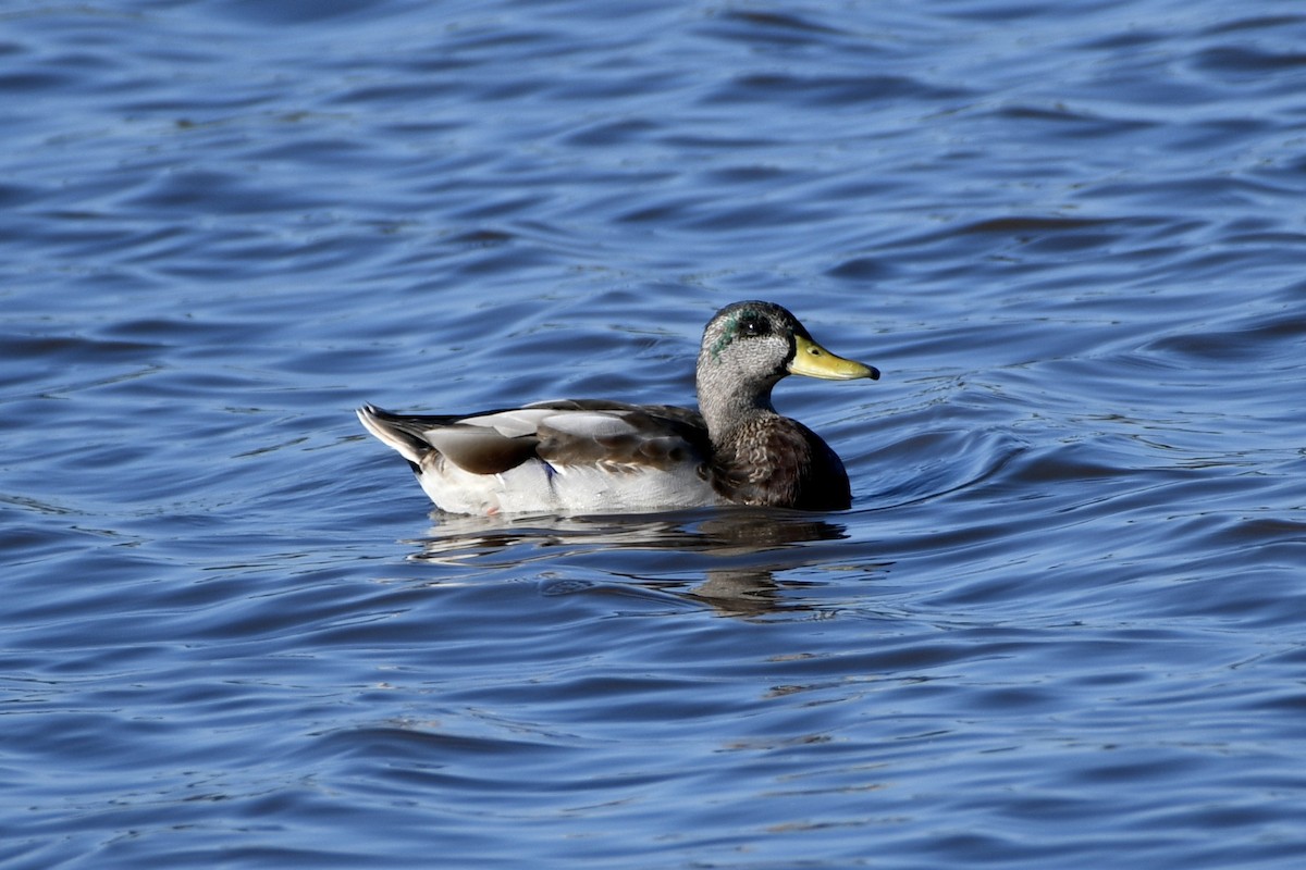 Mallard x American Black Duck (hybrid) - ML642124398
