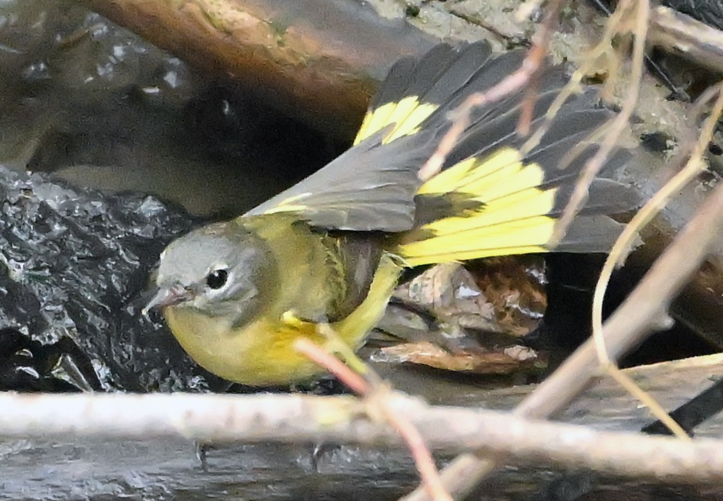 American Redstart - ML642124400