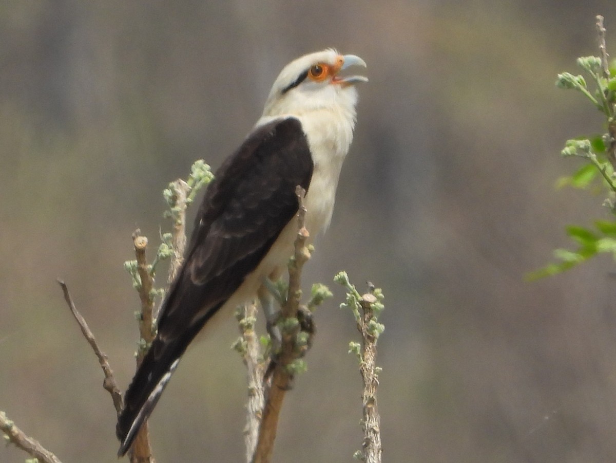 Yellow-headed Caracara - ML642124405