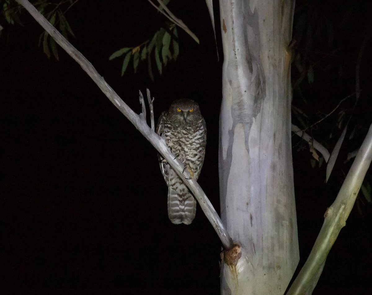 Powerful Owl - ML642124409