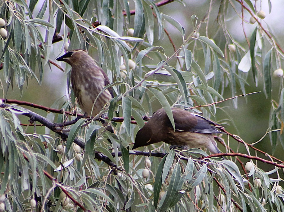 ציצנית אמריקנית - ML642124428