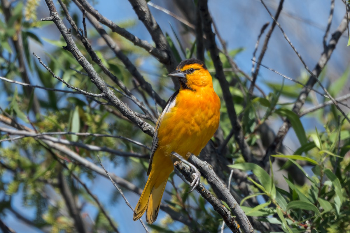 Bullock's Oriole - ML642124429