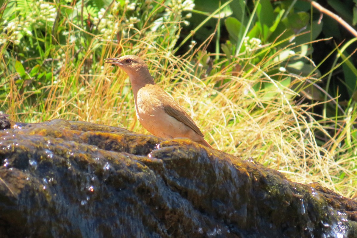 Rufous Hornero - ML642124447