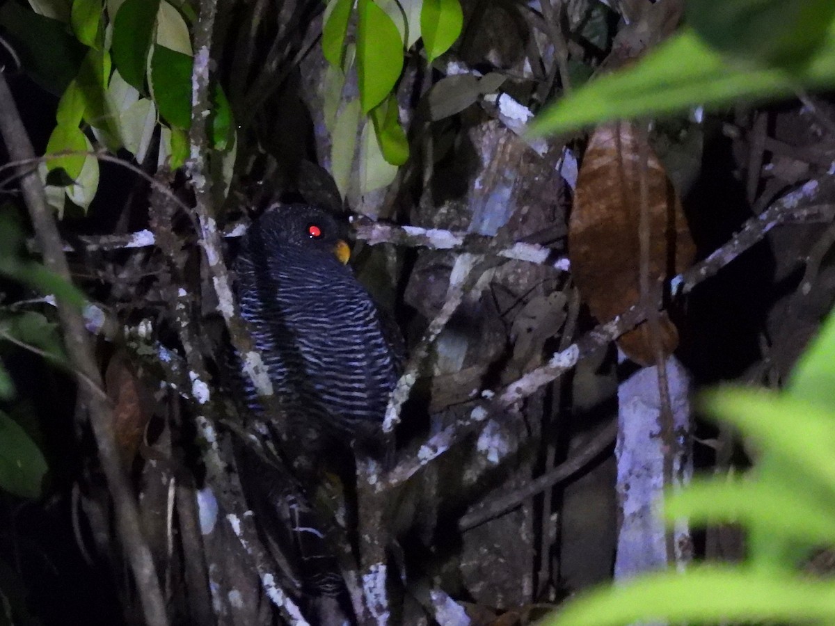 Black-banded Owl - ML642124455