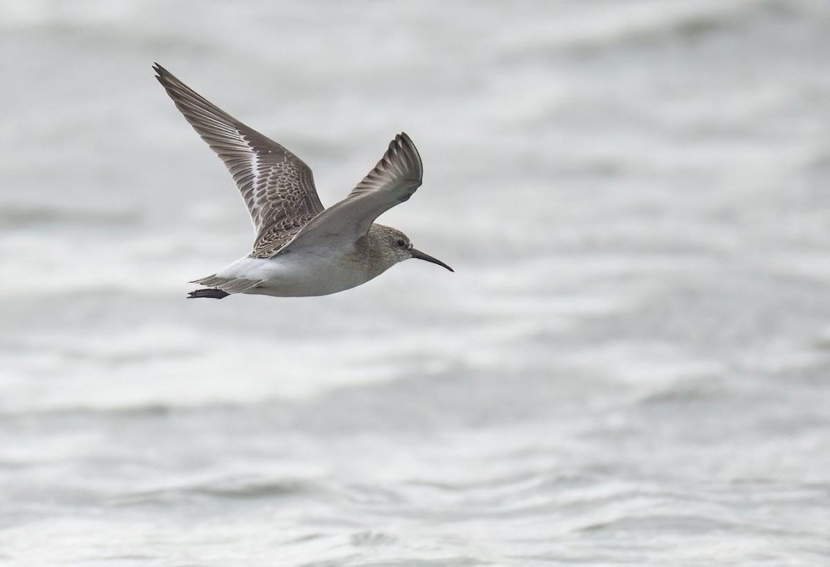 Curlew Sandpiper - ML642124461
