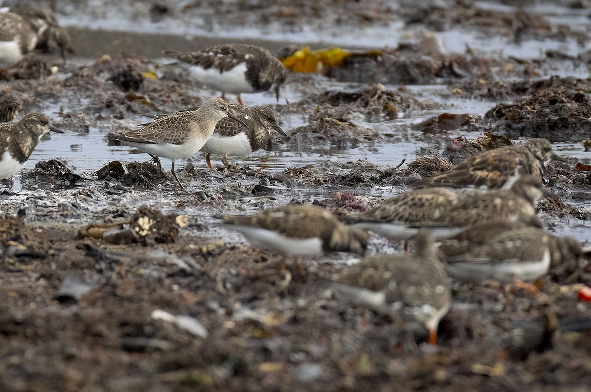 Curlew Sandpiper - ML642124462