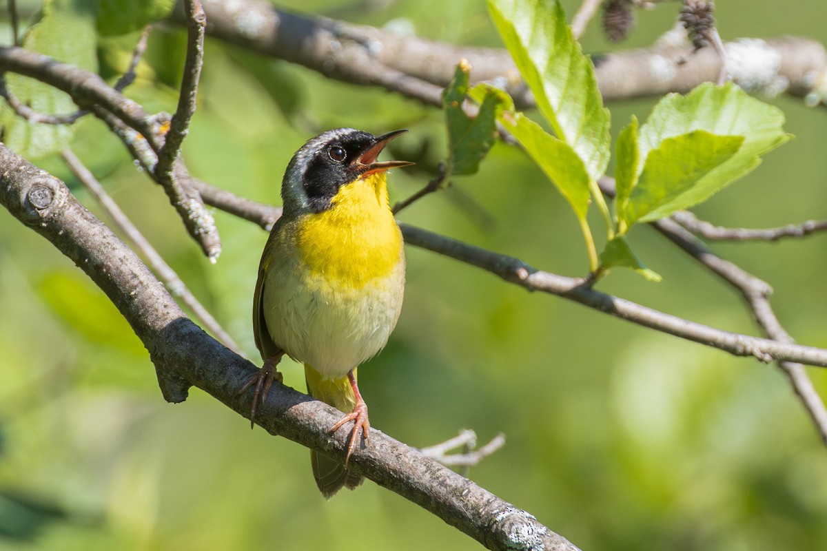 Common Yellowthroat - ML642124463